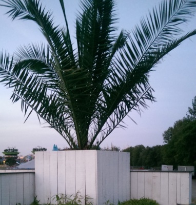 Phoenix palm extra groot